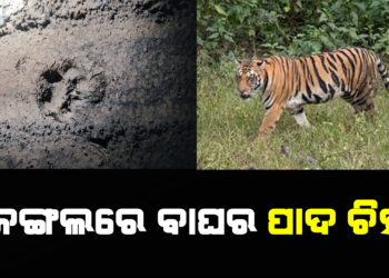 ଜଙ୍ଗଲରେ ବାଘର ପାଦ ଚିହ୍ନ