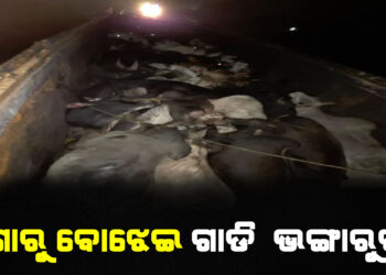 ଗୋରୁ ବୋଝେଇ ଗାଡି ଭଙ୍ଗାରୁଜା