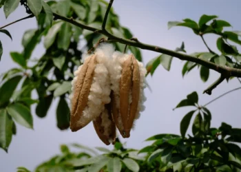 କପା ଆମଦାନୀ ଉପରେ ଶୁଳ୍କ ଛାଡ