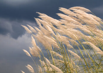 ହସୁଛି କାଶତଣ୍ଡୀ , ମାଙ୍କୁ ସ୍ୱାଗତ ପାଇଁ କରିଛି ଅପେକ୍ଷା