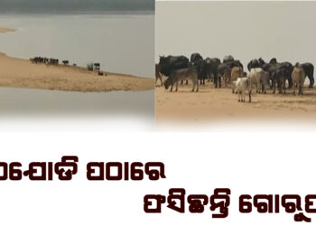 କାଠ ଯୋଡି ପଠାରେ ଫସିଛନ୍ତି ଗୋରୁପଲ