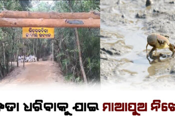 ଭିତରକନିକା ଜଙ୍ଗଲରେ ମାଆପୁଅ ନିଖୋଜ