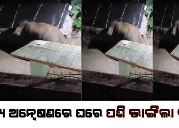 ନାକେଦମ କରୁଛି ଦନ୍ତା, ଖାଦ୍ୟ ଅନ୍ୱେଷଣରେ ଘରେ ପଶିଲା