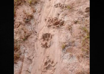 ଷଣ୍ଢକୁ ମାରିଲା ବାଘ !