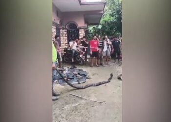 ୧୨ ଫୁଟର ଅହିରାଜ ଉଦ୍ଧାର