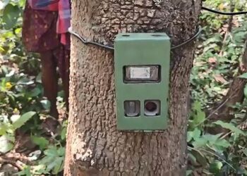 ଅଟେଇ ସଂରକ୍ଷିତ ଜଙ୍ଗଲରେ ବାଘ ! ବାଘ ଉପରେ ନଜର ପାଇଁ ଲାଗିଲା ଟ୍ରାପ କ୍ୟାମେରା