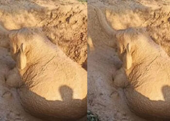 କୂଅରୁ ଉଦ୍ଧାର ହେଲା ହାତୀ