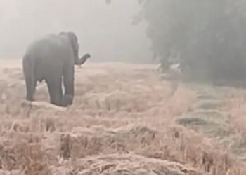 ଟ୍ରାଙ୍କୁଲାଇଜ ହେଲା ଅସୁସ୍ଥ ଦନ୍ତା