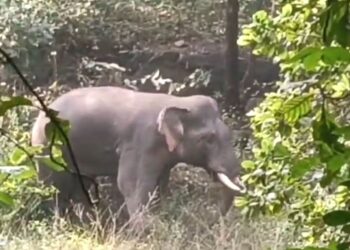 ଦନ୍ତା ରେସ୍କ୍ୟୁ ପାଇଁ ୩ ଟିମ୍