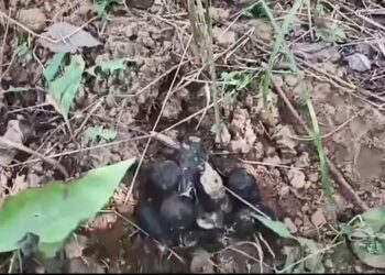 ଗାଇକୁ ମାରି ଖାଇଲା ବାଘ