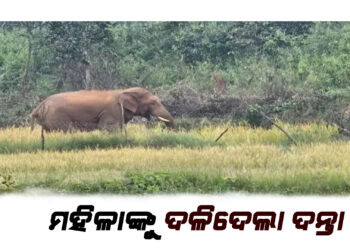 Elephant kills old woman : ମହିଳାଙ୍କୁ ଦଳିଦେଲା ଦନ୍ତା